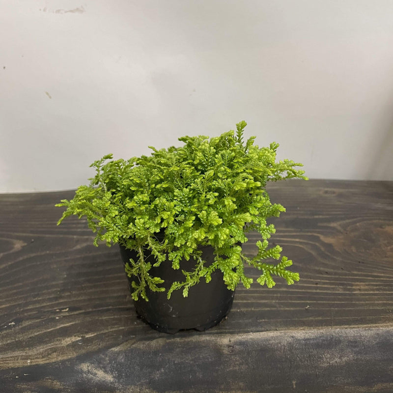 Club Moss 'Golden' - Urban Sprouts