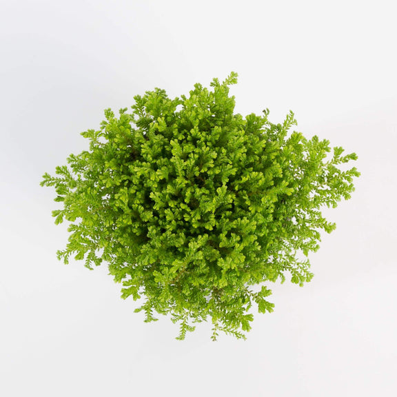 Urban Sprouts Plant 4" in nursery pot Club Moss 'Golden'