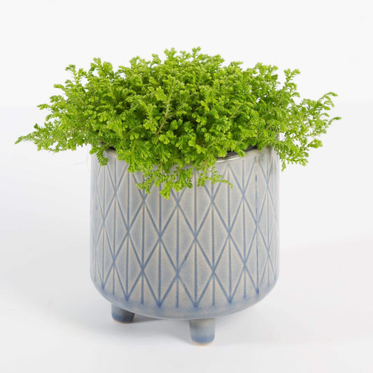 Urban Sprouts Plant 4" in nursery pot Club Moss 'Golden'