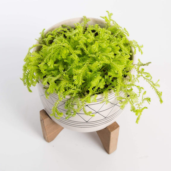 Urban Sprouts Plant 4" in nursery pot Club Moss 'Golden - Aurea'