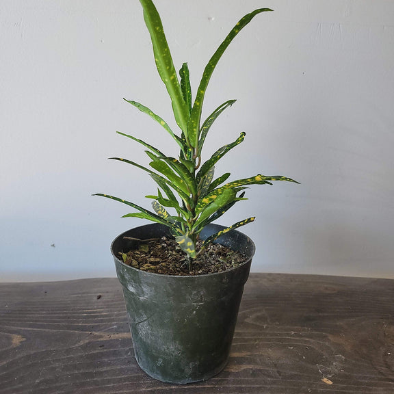 Urban Sprouts Plant 4" in nursery pot Codiaeum 'Shoestring'
