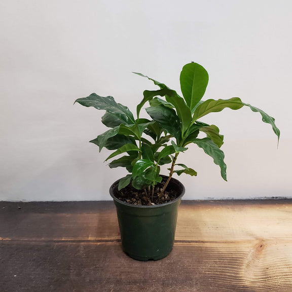 Urban Sprouts Plant 4" in nursery pot Coffee 'Arabica'