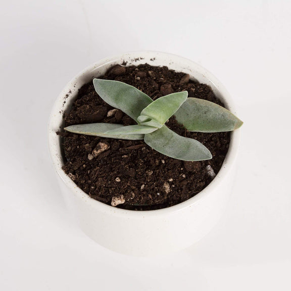 Urban Sprouts Plant 4" in nursery pot Crassula 'Propeller'