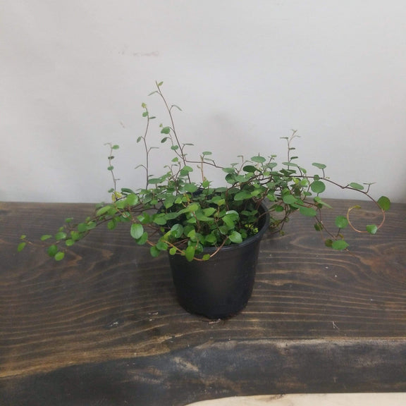 Urban Sprouts Plant 4" in nursery pot Creeping Wire Vine