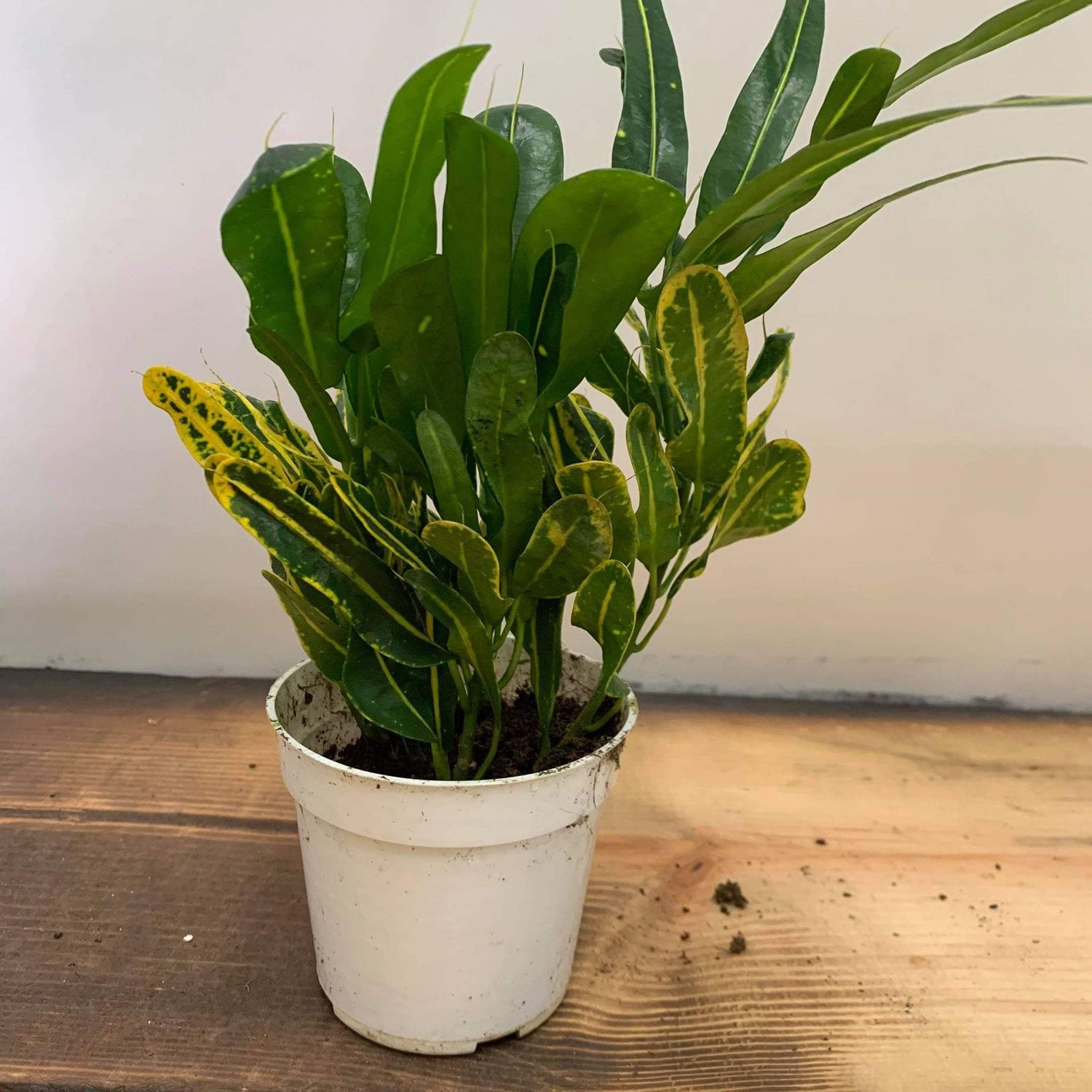 Urban Sprouts Plant 4" in nursery pot Croton 'Sunny Star'