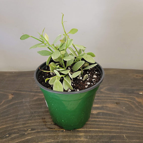 Urban Sprouts Plant 4" in nursery pot Dischidia 'Oiantha'