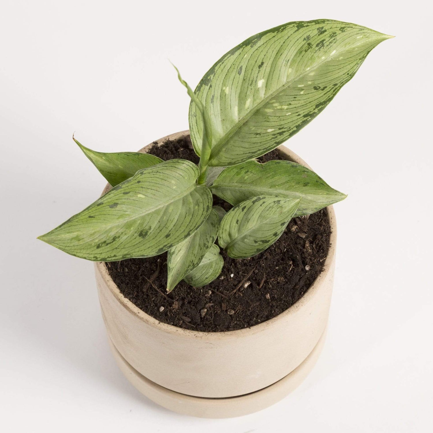 Urban Sprouts Plant 4" in nursery pot Dumb Cane 'Camouflage'