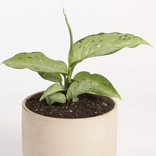 Urban Sprouts Plant 4" in nursery pot Dumb Cane 'Camouflage'