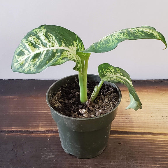 Urban Sprouts Plant 4"  in nursery pot Dumb Cane 'Compacta - Variegated'