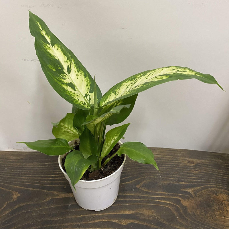 Urban Sprouts Plant 4" in nursery pot Dumb Cane 'Exotica'