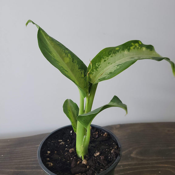 Urban Sprouts Plant 4" in nursery pot Dumb Cane 'Panther'