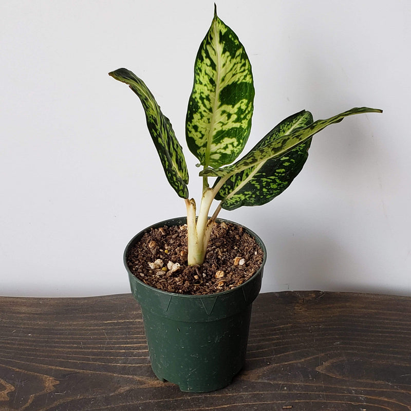 Urban Sprouts Plant 4" in nursery pot Dumb Cane 'Sparkles'