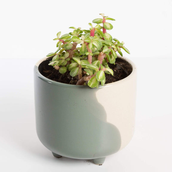 Urban Sprouts Plant 4" in nursery pot Elephant Bush 'Mini Jade -Variegated'
