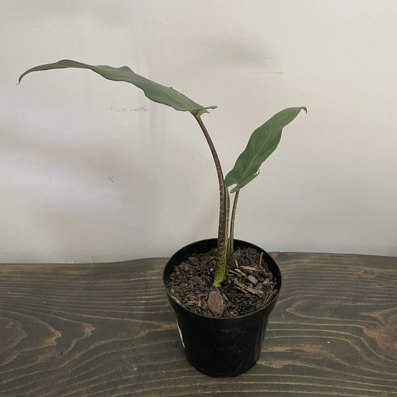 Urban Sprouts Plant 4” in nursery pot Elephant Ear 'Baroque Sword'