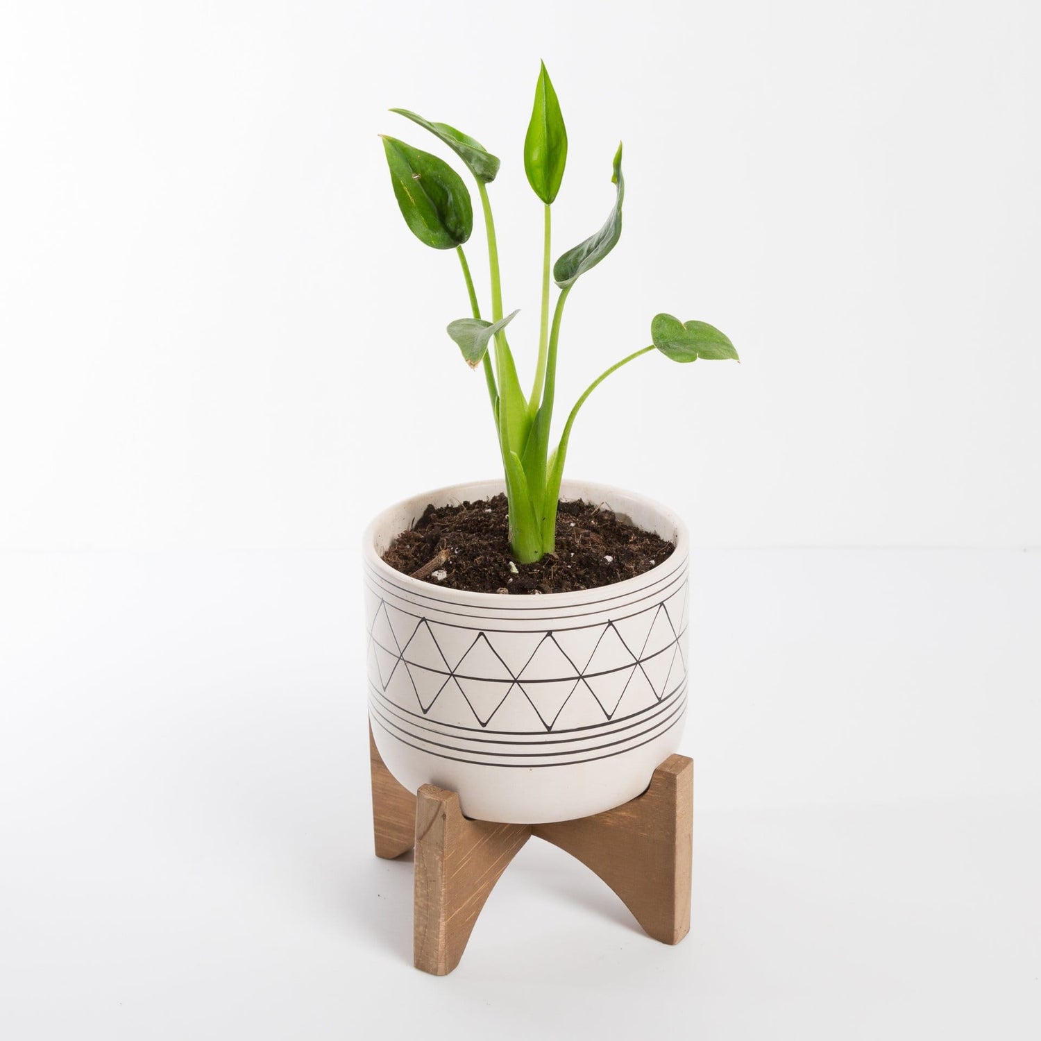 Urban Sprouts Plant 4" in nursery pot Elephant Ear 'Tiny Dancer'