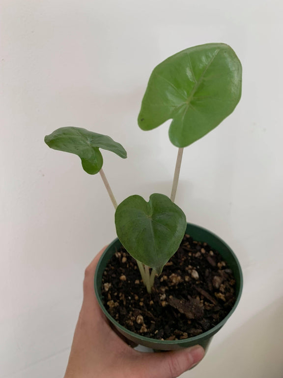 Urban Sprouts Plant 4" in nursery pot Elephant Ear 'Yucatan Princess'