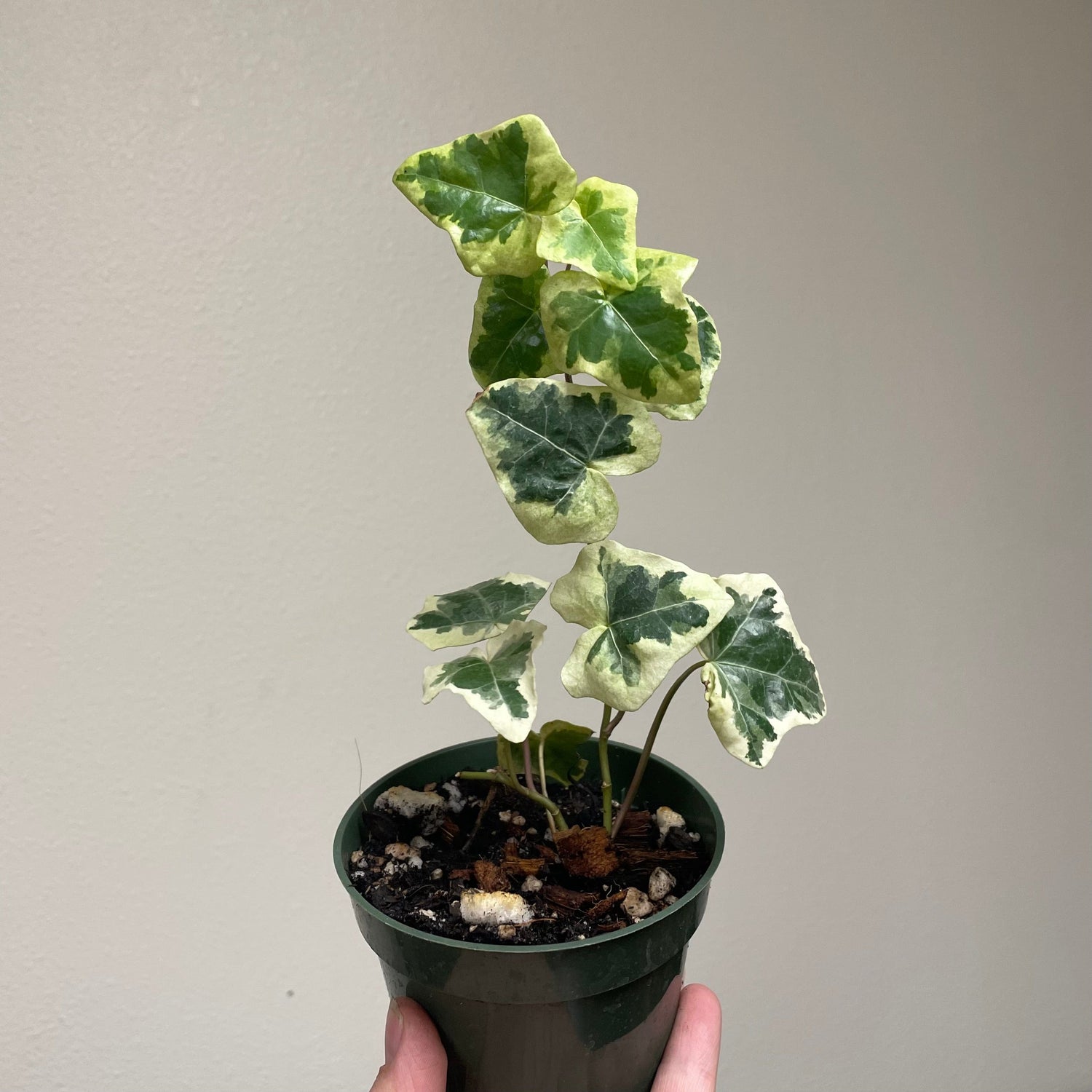 Urban Sprouts Plant 4" in nursery pot English Ivy 'Anne Marie '