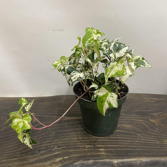 English Ivy "Calico" - Urban Sprouts