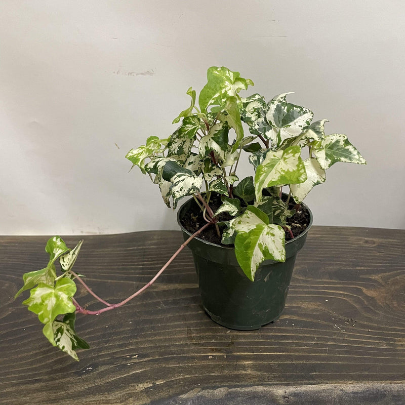 English Ivy "Calico" - Urban Sprouts