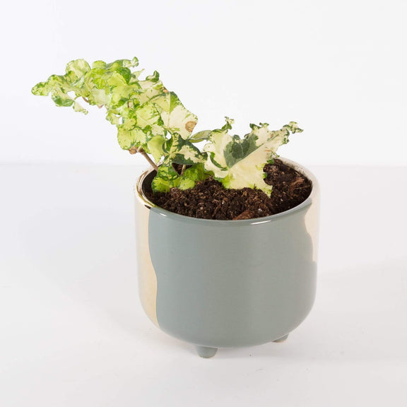 Urban Sprouts Plant 4" in nursery pot English Ivy "Calico"