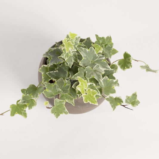 English Ivy 'Eva' - Urban Sprouts