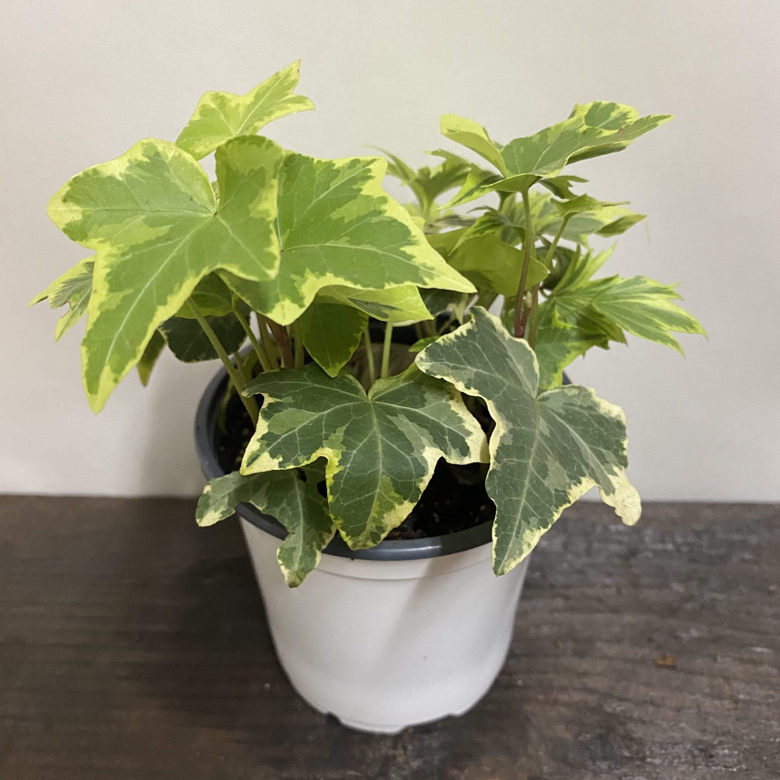 English Ivy- A Timeless Temperate Plant – Urban Sprouts