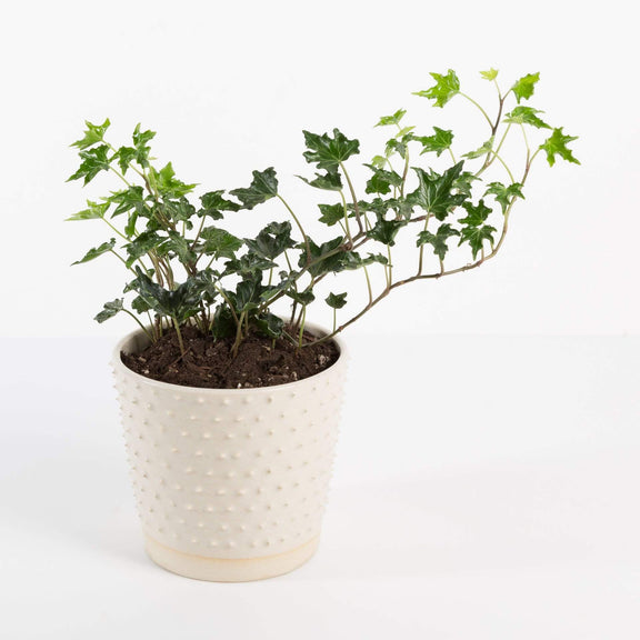 Urban Sprouts Plant 4" in nursery pot English Ivy 'Ivalace'