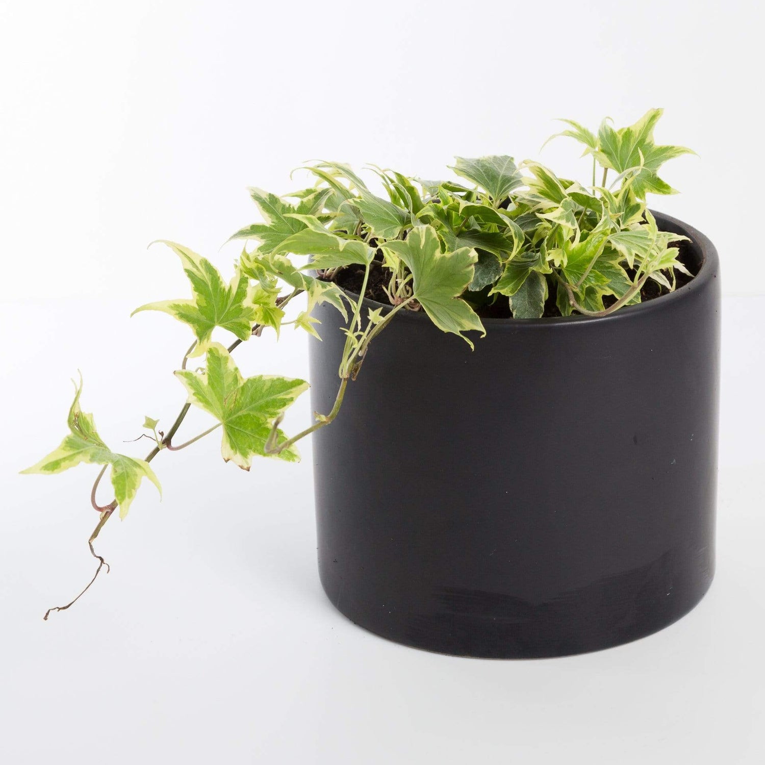 Urban Sprouts Plant 4" in nursery pot English Ivy 'Lauren's Lace'