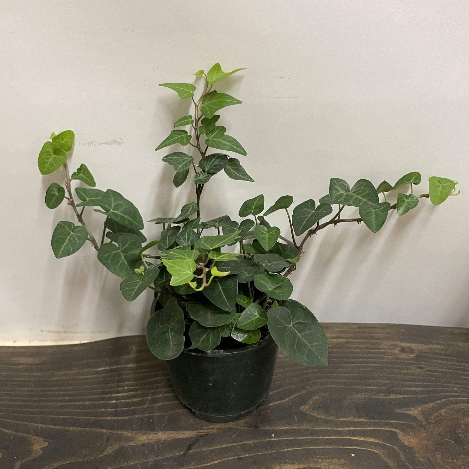 English Ivy "Sweetheart" - Urban Sprouts