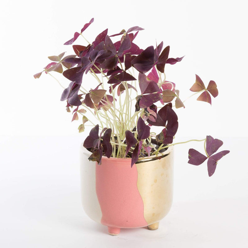 Urban Sprouts Plant 4" in nursery pot False Shamrock 'Purple'