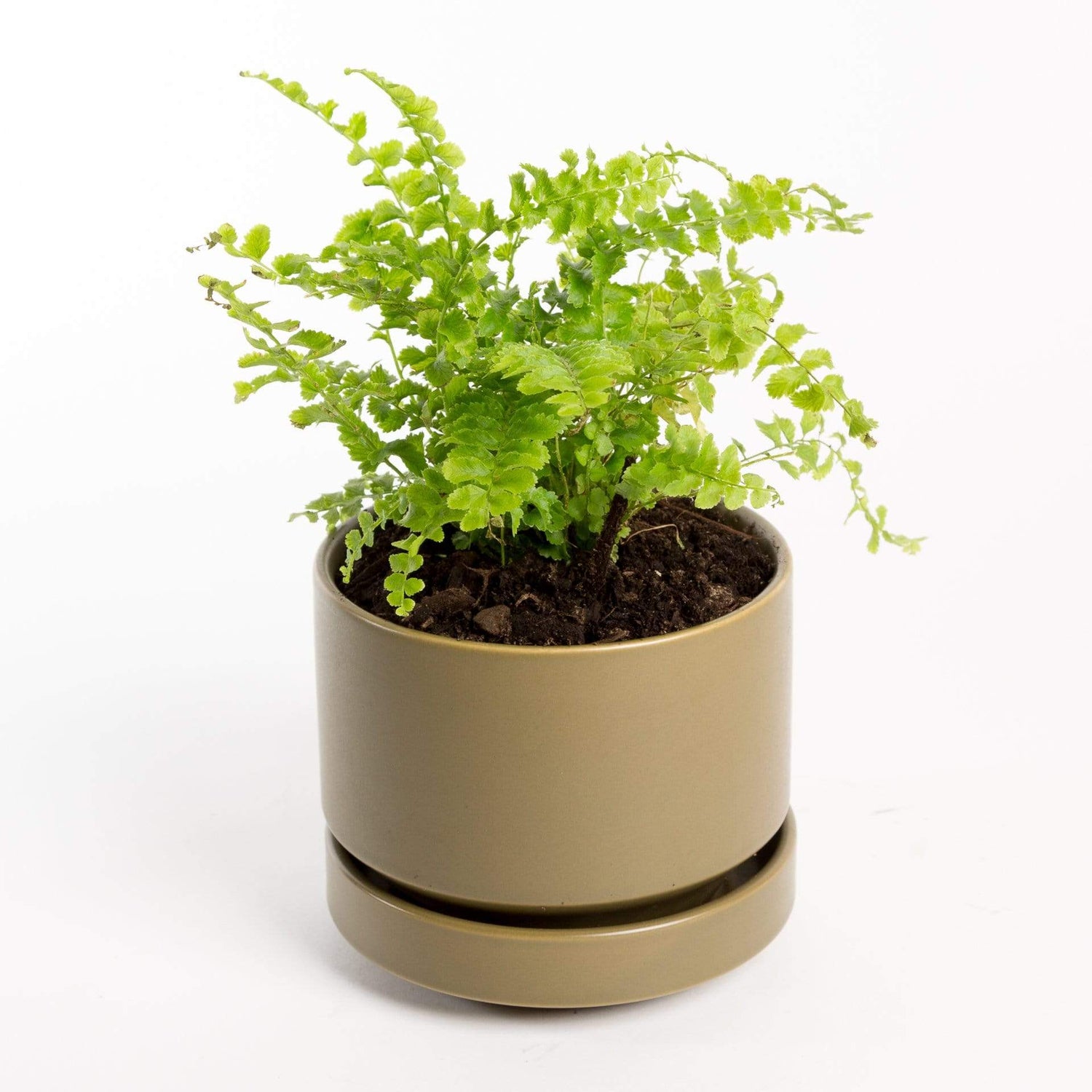 Urban Sprouts Plant 4" in nursery pot Fern 'Boston - Blue Bell'