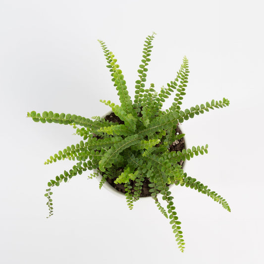 Urban Sprouts Plant 4" in nursery pot Fern 'Button - Lemon'