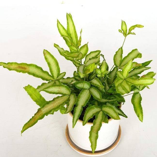 Urban Sprouts Plant 4" in nursery pot Fern 'Cretan Brake'