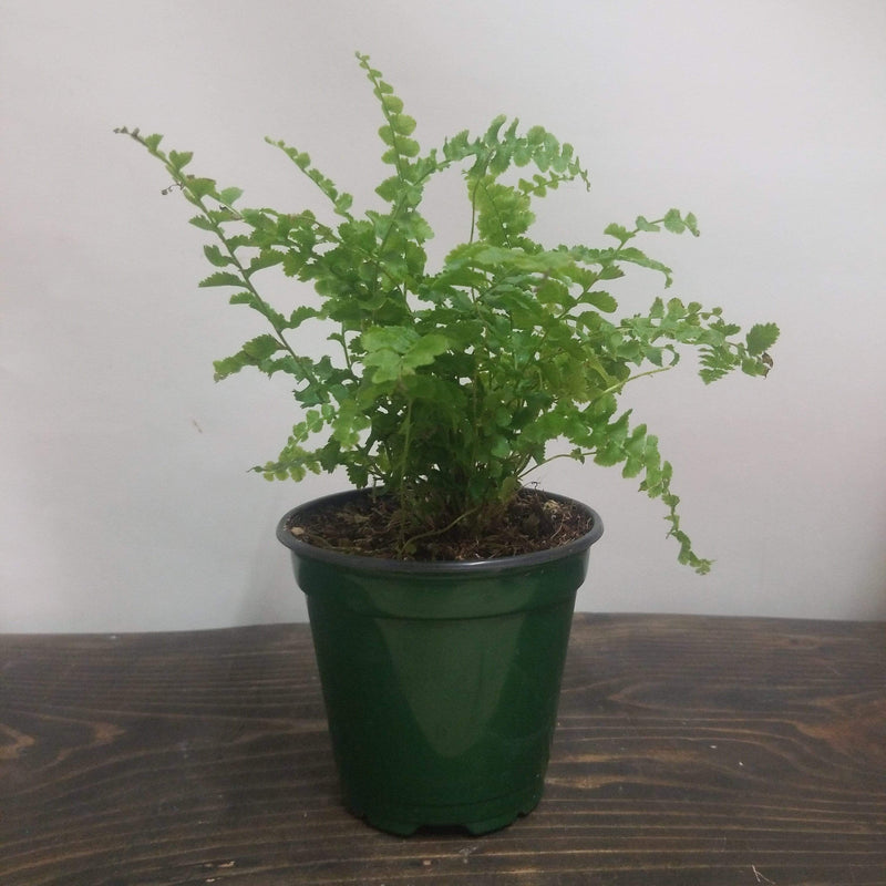 Urban Sprouts Plant 4" in nursery pot Fern 'Dallas - Ramet'