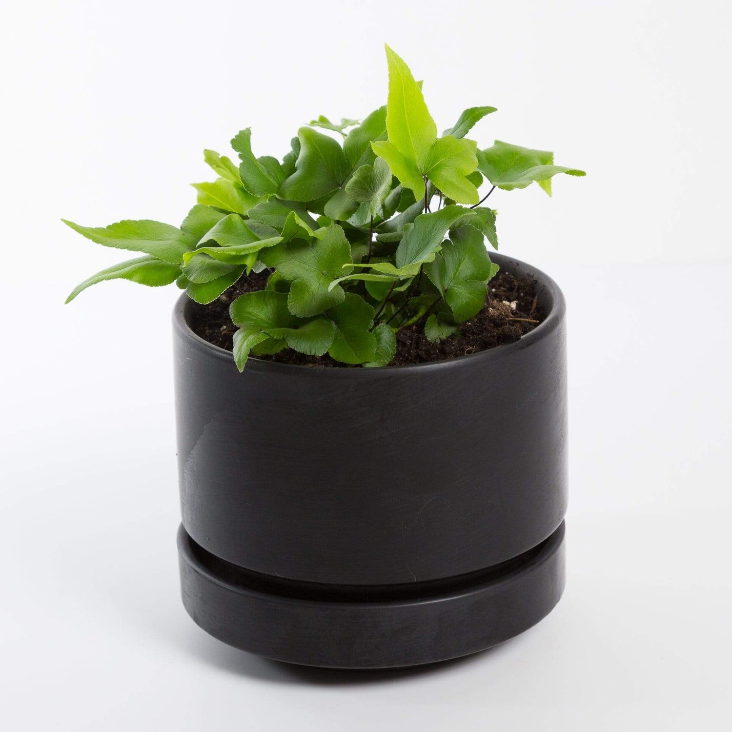Urban Sprouts Plant 4" in nursery pot Fern 'Digit'