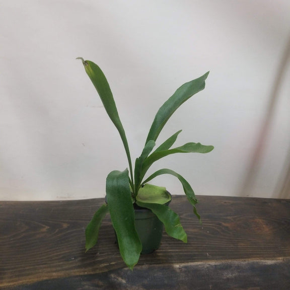 Urban Sprouts Plant 4" in nursery pot Fern 'Elkhorn'