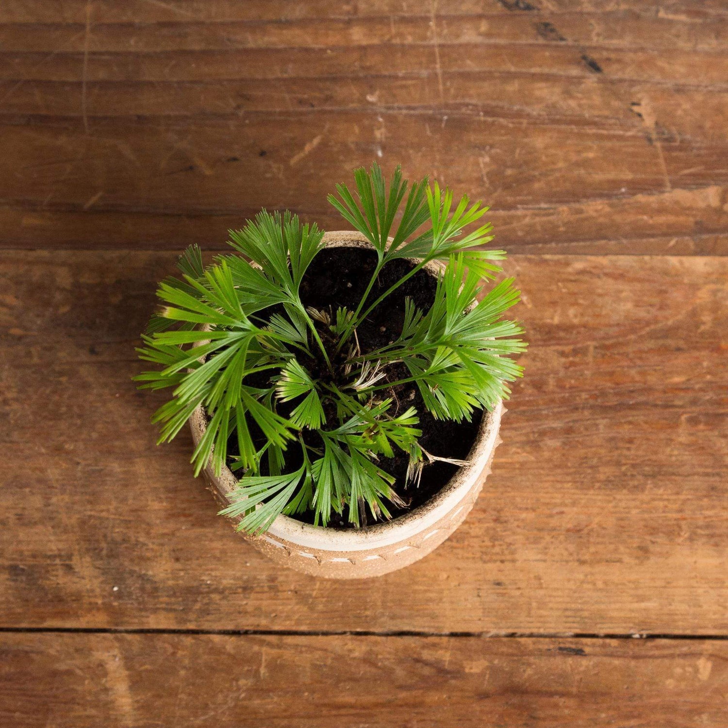 Urban Sprouts Plant 4" in nursery pot Fern 'Eyelash'