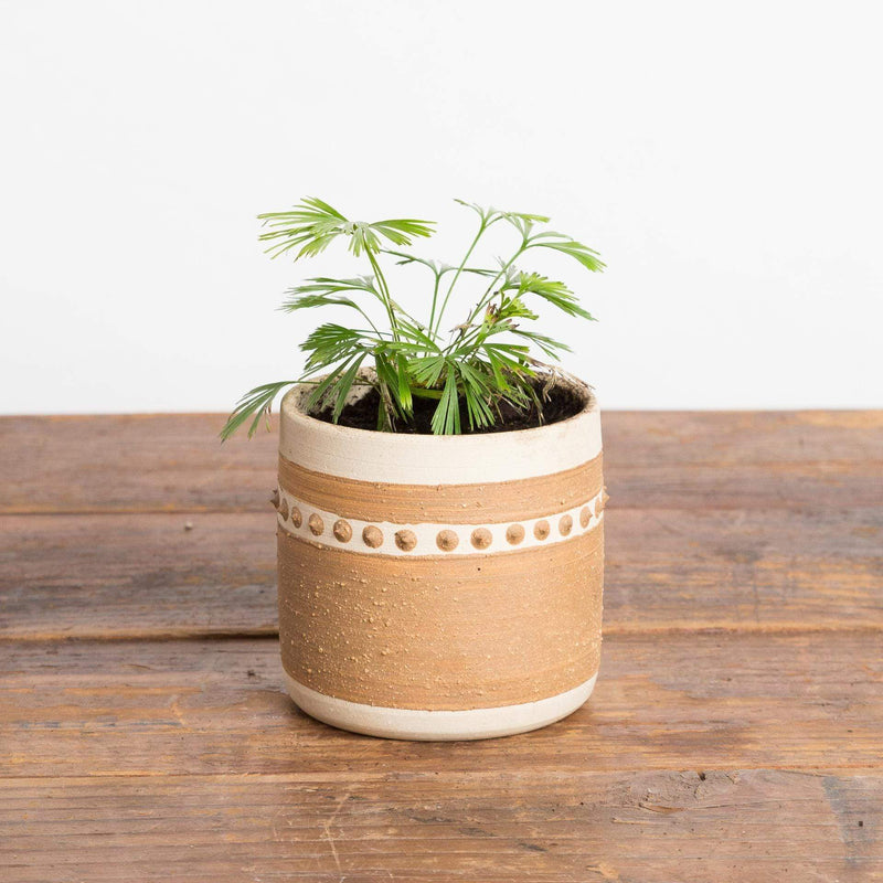 Urban Sprouts Plant 4" in nursery pot Fern 'Eyelash'