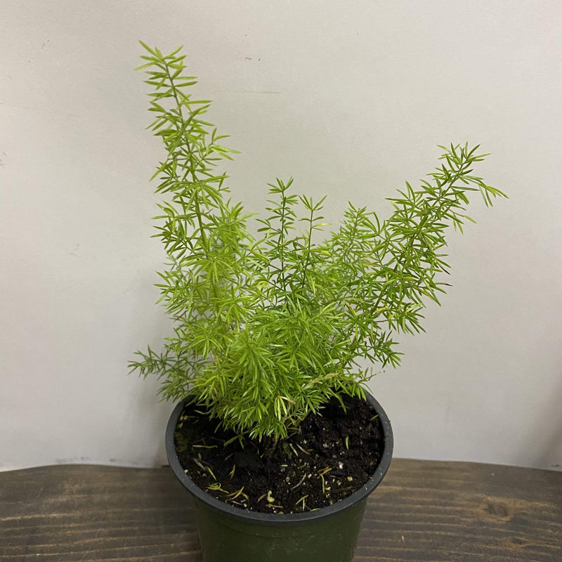 Fern 'Foxtail' - Urban Sprouts