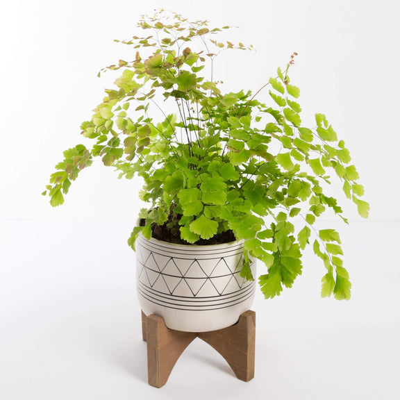 Urban Sprouts Plant 4" in nursery pot Fern 'Maidenhair - Bicolor'