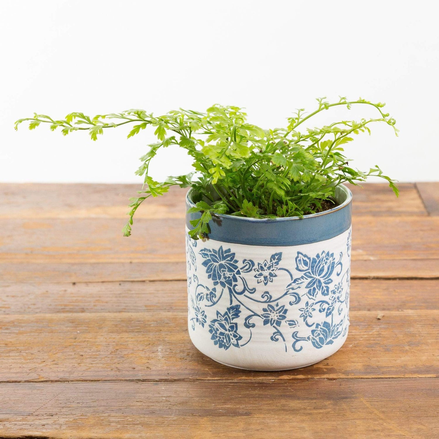 Urban Sprouts Plant 4" in nursery pot Fern 'Mother'