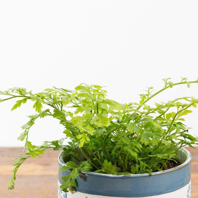 Urban Sprouts Plant 4" in nursery pot Fern 'Mother'