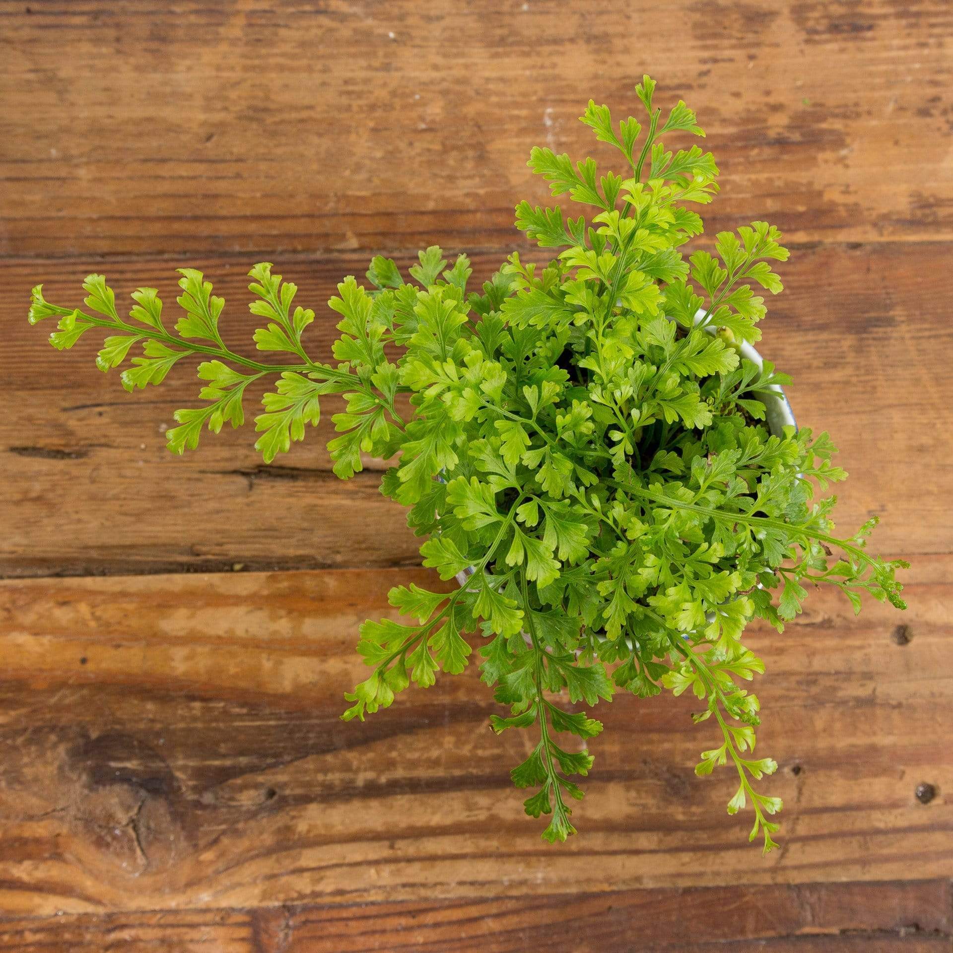 Urban Sprouts Plant 4" in nursery pot Fern 'Mother'