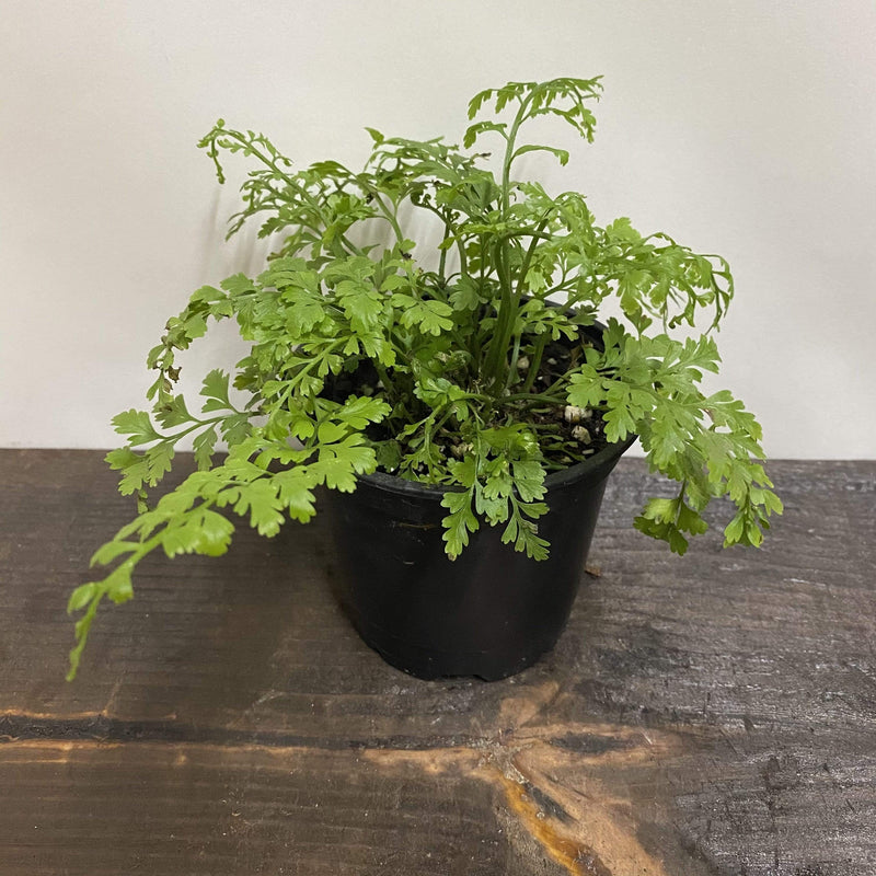 Urban Sprouts Plant 4" in nursery pot Fern 'Mother'