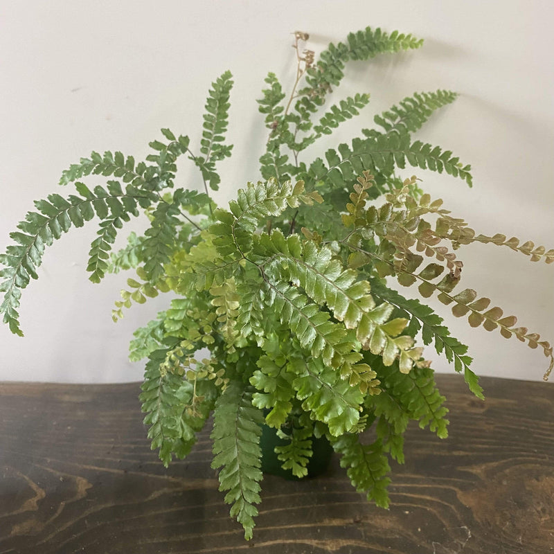 Urban Sprouts Plant 4" in nursery pot Fern 'Painted Brake'