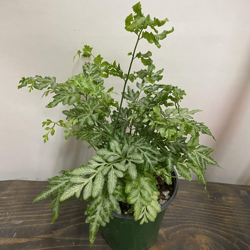 Urban Sprouts Plant 4" in nursery pot Fern 'Silver Lace'