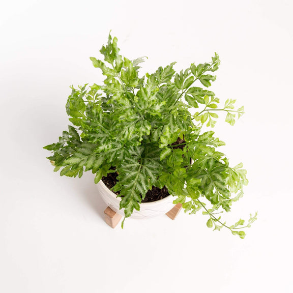 Urban Sprouts Plant 4" in nursery pot Fern 'Silver Lace'