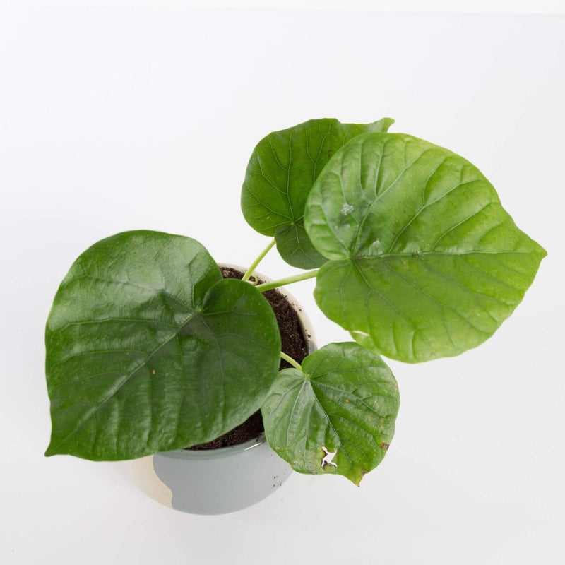 Urban Sprouts Plant 4" in nursery pot Ficus 'Umbellata'