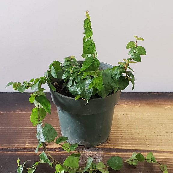 Urban Sprouts Plant 4" in nursery pot Fig 'Creeping'