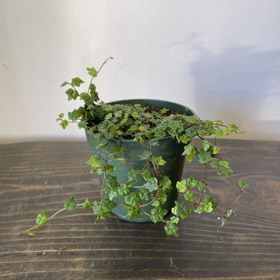 Urban Sprouts Plant 4" in nursery pot Fig 'Creeping Oak Leaf'